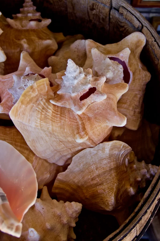 Conch shells on display at a shop on Margaret Street in Key West Matthew Buck