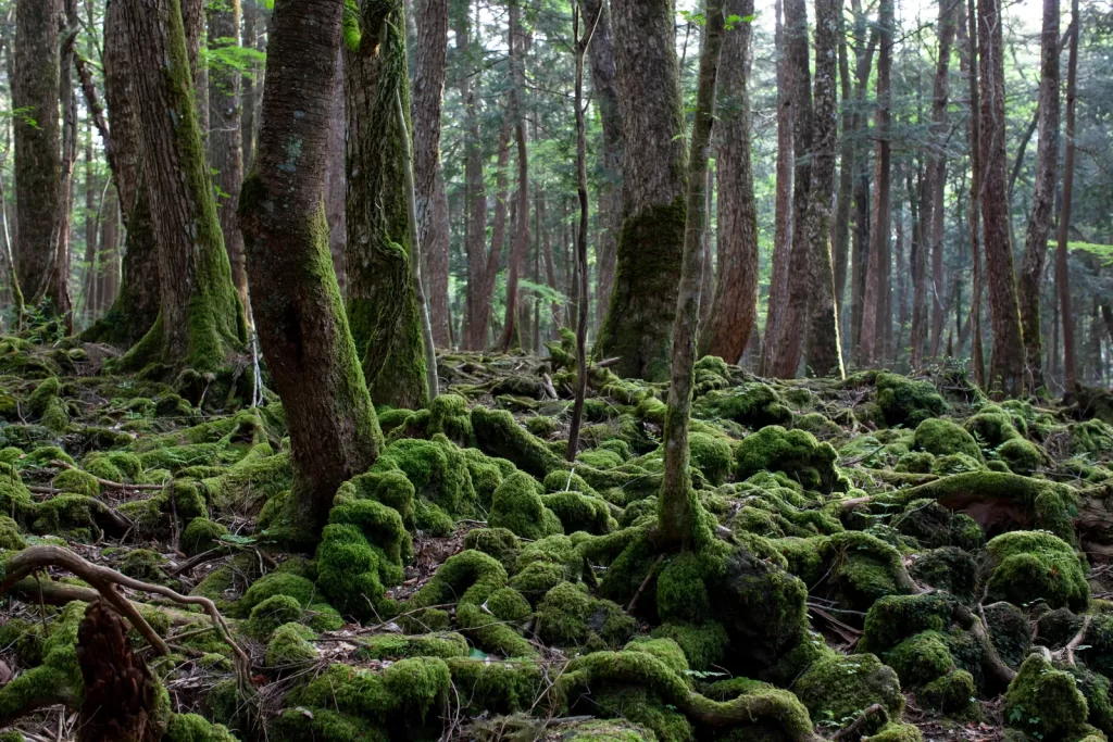 Bosque Nacional Aokigahara