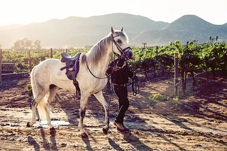 Explora los viñedos de Adobe de Guadalupe, una propiedad familiar.