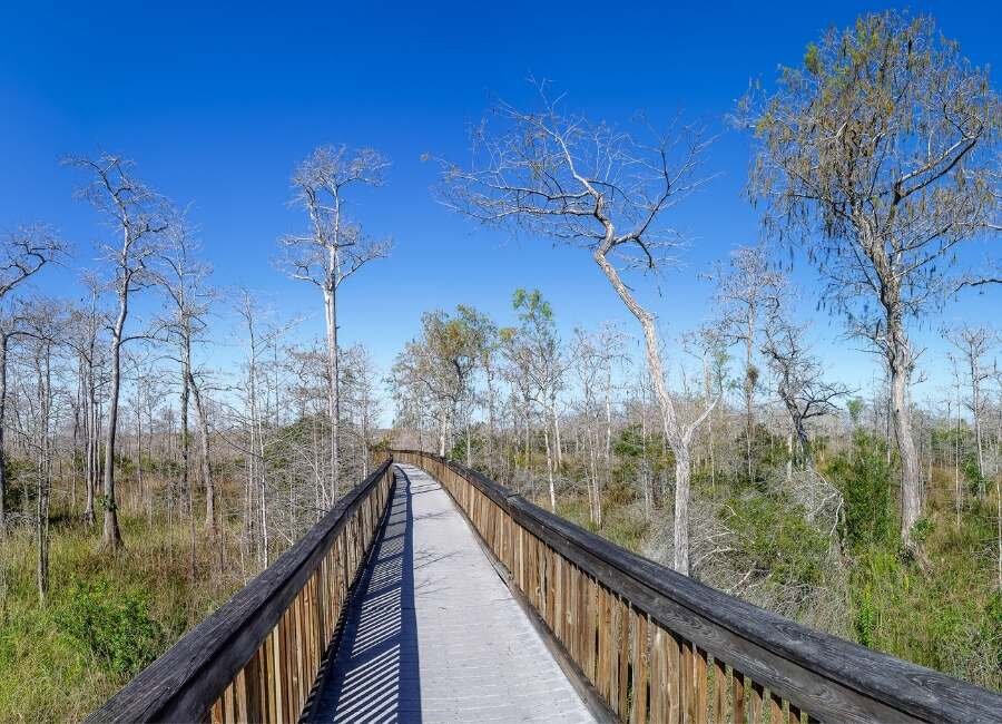 Everglades de Florida tu Guía de Viaje: Explorando el Parque Nacional