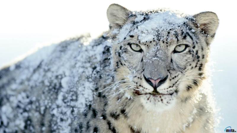 ¡El leopardo de las nieves ya no está en peligro de extinción!