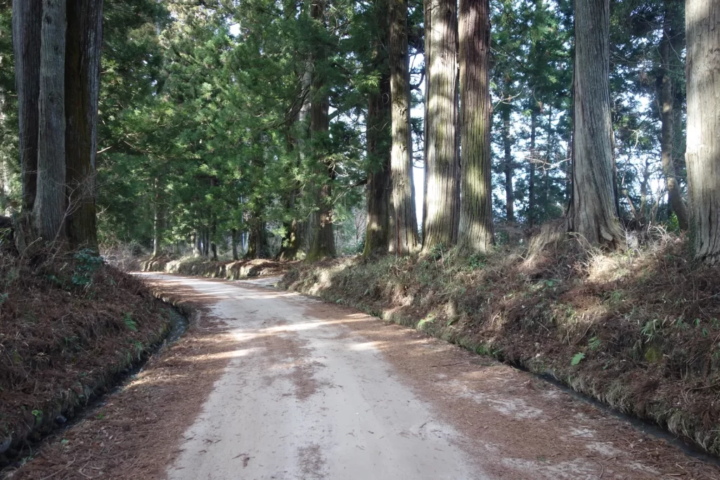 Nikko Suginamiki Highway