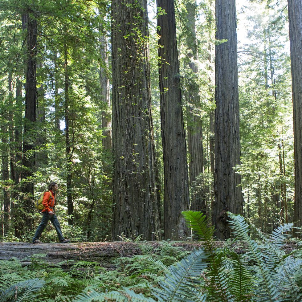 Parques Nacionales y Estatales Redwoods (Crescent City, California)
