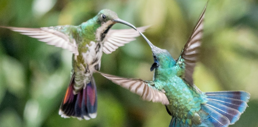 Amor en el Aire: La Corteja del Colibrí