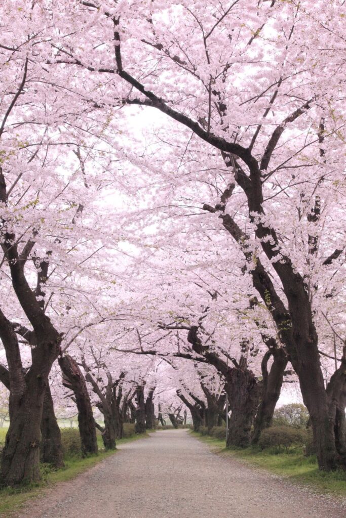 Japón en Temporada de Cerezos