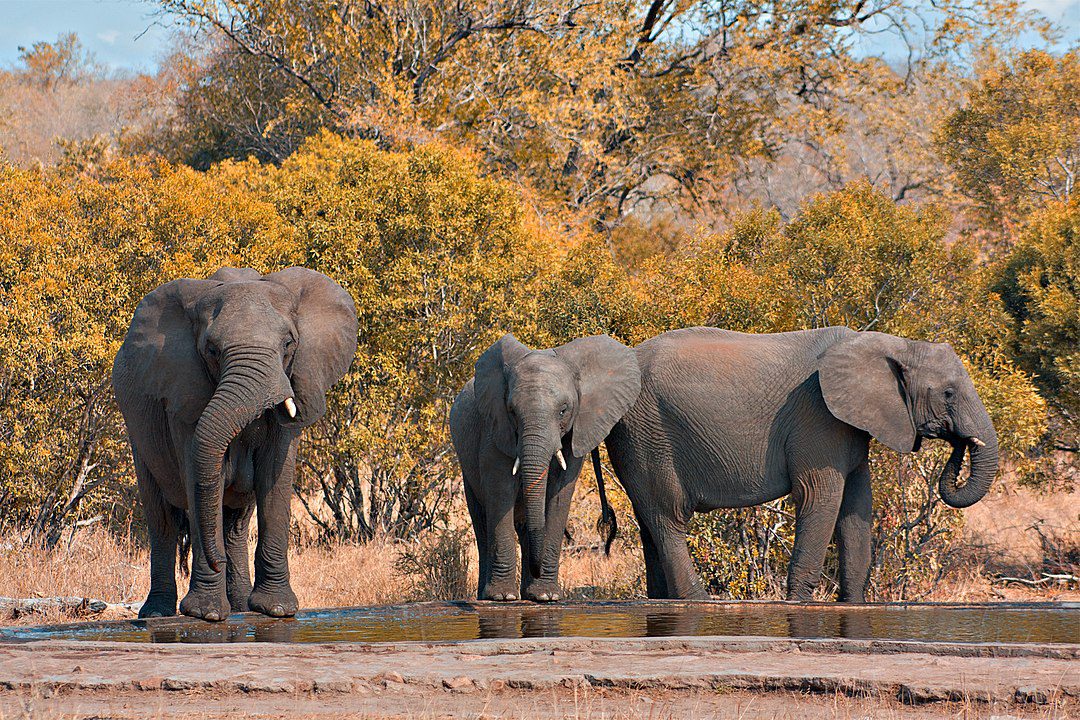 El dilema de los elefantes: Más allá de la capacidad del parque