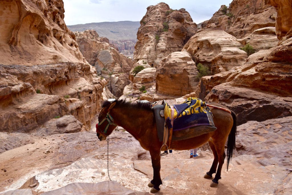 Petra, ¡un recorrido ecológico!
