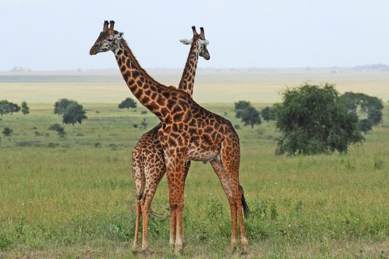 10 Datos sorprendentes del Serengeti, el corazón de Tanzania