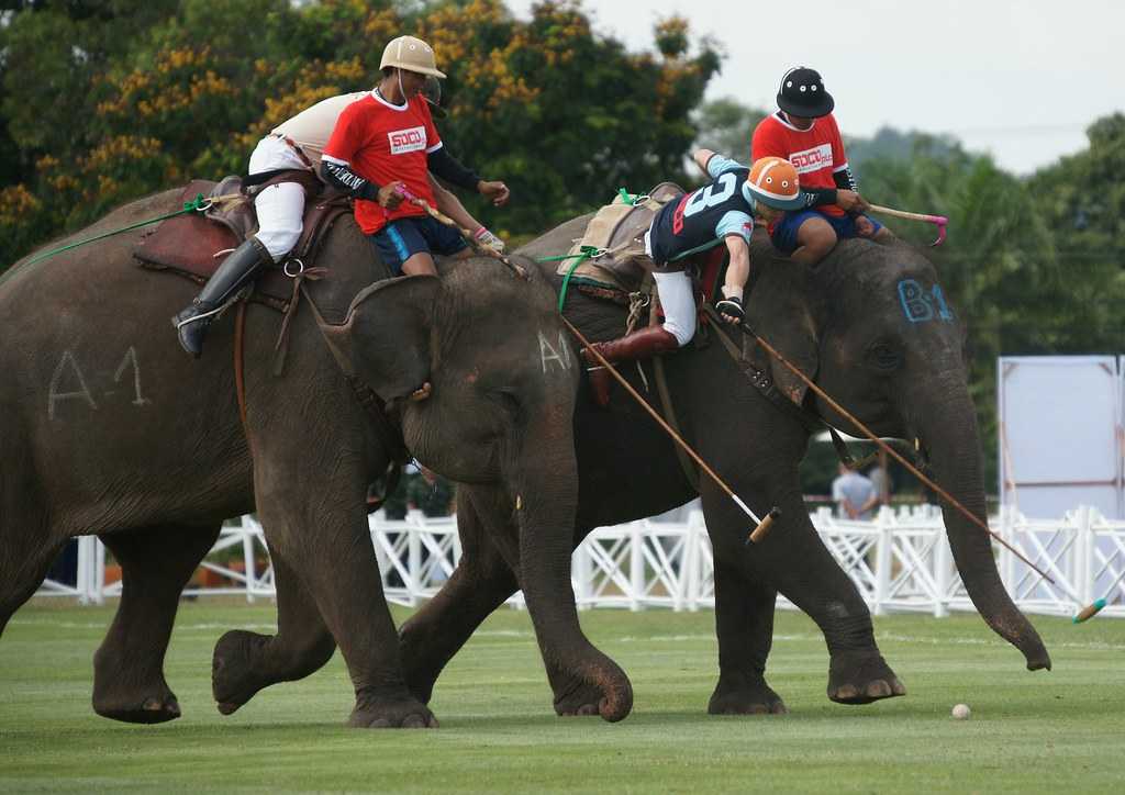 Polo con Elefantes: Un Deporte Único en su Clase