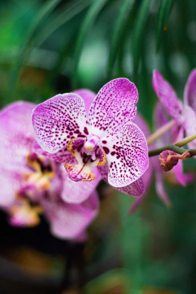 La Granja de Orquídeas y Mariposas Bai