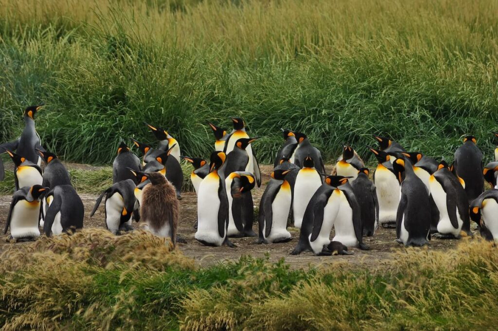 Pingüinos en Chile: Un Encanto Antártico en Tierras Sudamericanas