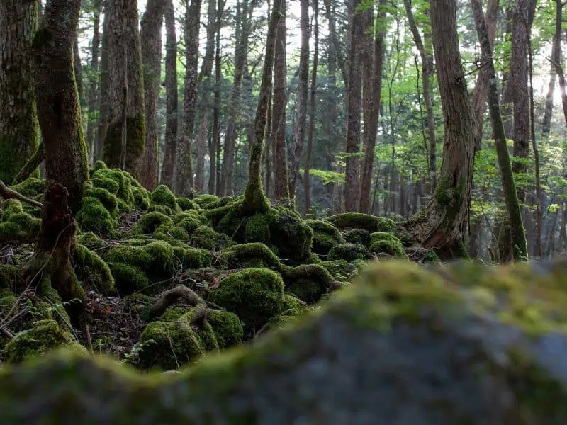 El espeluznante bosque de Aokigahara es un lugar común para los suicidios