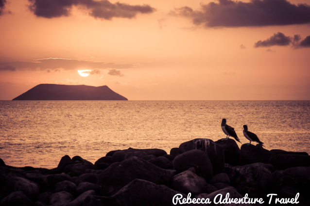 Hay 56 especies de aves nativas en las Islas Galápagos.