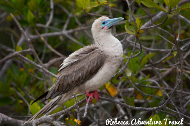 Los piqueros de patas rojas se pueden observar en la isla Genovesa y en Punta Pitt en la isla San Cristóbal.