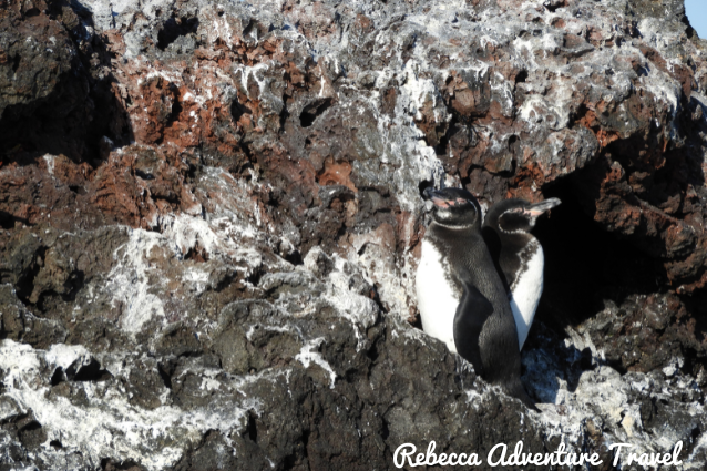 Los pingüinos de Galápagos son los pingüinos más pequeños del mundo.