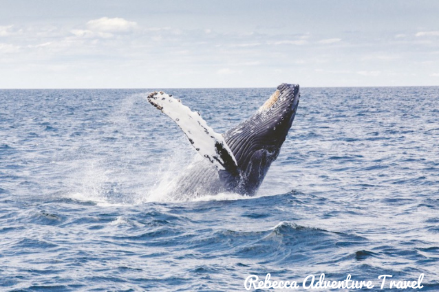 En Galápagos se han identificado 24 especies diferentes de ballenas.