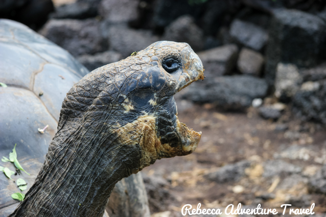El Solitario George era la única tortuga que quedaba en la isla Pinta.