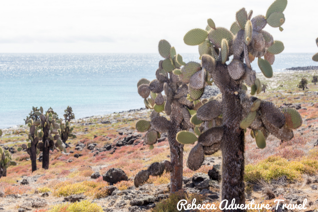 A primera vista, Galápagos es un terreno inhóspito y es difícil encontrar agua en las islas.