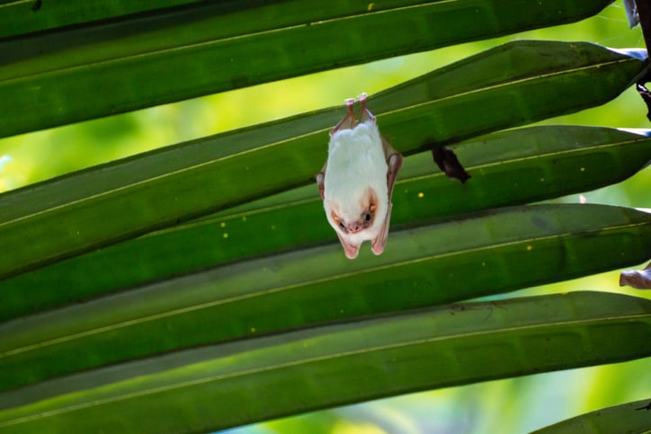 El Misterioso Murciélago Blanco de Honduras