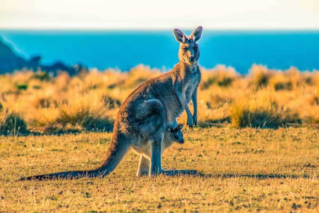 10 Datos Curiosos sobre Australia: Explora su diversidad natural y cultural